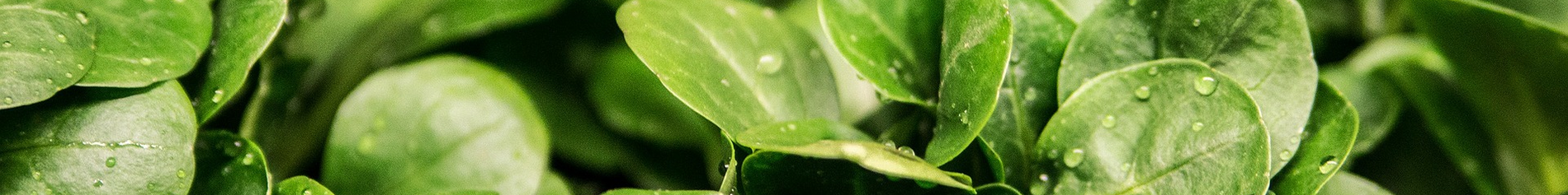 AAA CONGELADOS PARA VEGETARIANOS E VEGANOS