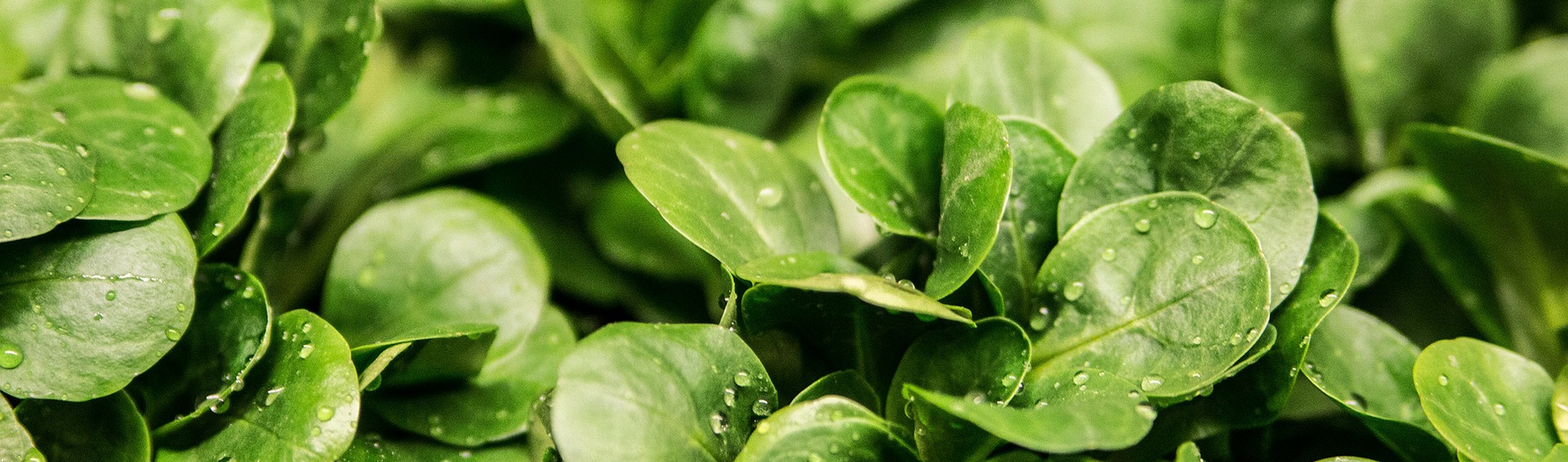 AAA CONGELADOS PARA VEGETARIANOS E VEGANOS